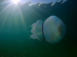 Курортная Затока: побережье атаковали медузы-корнероты