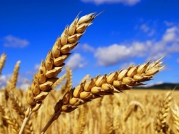 На Днепропетровщине собрали первый миллион тонн зерна