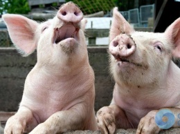Чуму свиней обнаружили в Овидиопольском районе: введен карантин