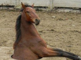 Полный провал: на Днепропетровщине конь провалился под землю