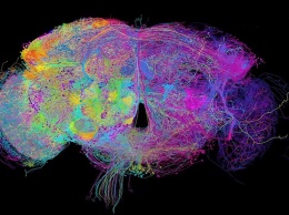 Ученые создали подробную карту мозга с указанием большинства нейронов