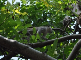 Под Одессой обезьяны разоряют дачи - сбежали из частного зоопарка