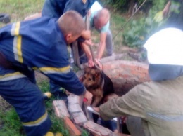В Павлограде спасатели вытащили овчарку из колодца