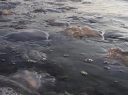 "Кисельные берега" на Азовском море Херсонщины не радуют отдыхающих