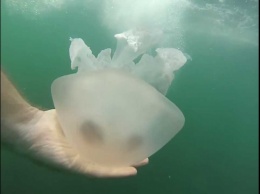 Медузы в Азовском море, которые не наблюдались порядка 10-15 лет, вернулись