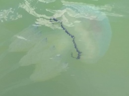 Ядовитые медузы появились на побережье Кирилловки (фото)