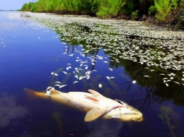 На одном из ставков в Очаковском районе погибла рыба - задохнулась от жары
