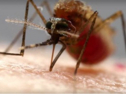 По каким критериям комары выбирают себе жертву среди людей?