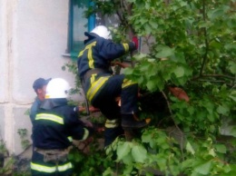 И такое бывает: житель Днепропетровщины выпал с балкона и застрял на дереве (ФОТО)