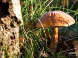 В Черниговской области от отравления грибами умерла 55-летняя женщина