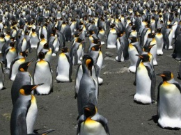 Самая большая в мире колония королевских пингвинов находится на грани вымирания