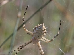 Под Воронежем обнаружен нехарактерный паук-патиссон