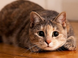 Кодекс чести настоящего кота: кот - главный в доме и существо, можно сказать, священное