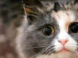 Охота на котов: в Днепре живодеры оторвали коту голову
