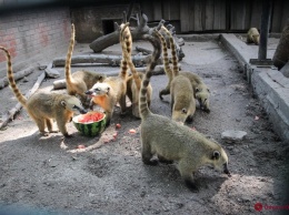 Какие классные: в одесском зоопарке животных кормили арбузами и дынями
