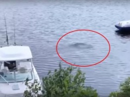 Морское чудовище или НЛО?: Очевидцы зафиксировали в воде мистический объект