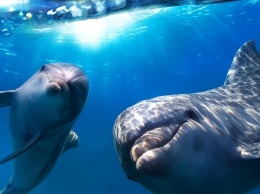 Ученые рассказали, что значит участившаяся гибель дельфинов