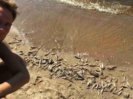 В Мариуполе на побережье Азовского моря выбросило мертвую рыбу