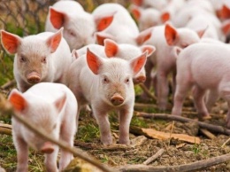 По-тихому: на Полтавщине продают больных африканской чумой свиней