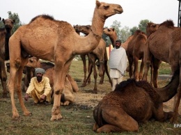 В Индии верблюд застрял в машине после ДТП