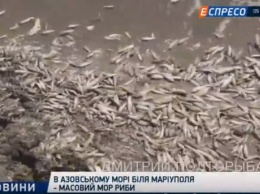 Рыбный мор: в Мариуполе пляж покрылся мертвыми бычками