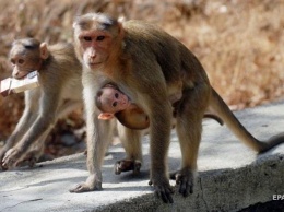 В Индии обезьяна взяла в заложники ребенка