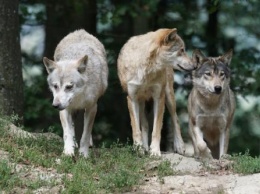 «Остался один колокольчик»: В Башкирии дикие волки вышли на охоту