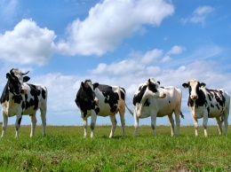 В полтавском селе установили камеры видеонаблюдения за коровами