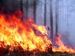 Житель Херсонщины заплатит больше 65 тысяч гривен за пожар в лесу