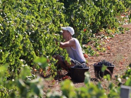 "Массандра" приступила к сбору урожая винограда