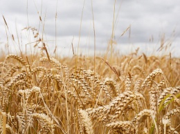 Голод не пройдет: ученые расшифровали геном пшеницы