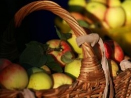Рекордный за 10 лет урожай яблок ожидают в Крыму