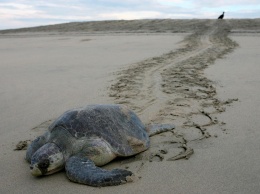 Мексиканские власти расследуют гибель 113 морских черепах, находящихся под угрозой вымирания