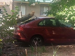 Рухнувшие деревья обесточили дома ростовчан и искорежили автомобили