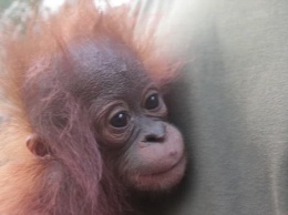 Символично: накануне Международного дня орангутанов в Индонезии спасли оставшегося без матери орангутеныша