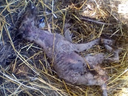 На Полтавщине нашли странное мертвое существо, похожее на чупакабру (фото)