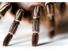 Эксперт рассказал, как теплые зимы влияют на миграцию ядовитых пауков