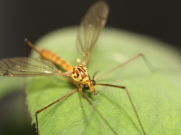 Как избавиться от зуда после укуса комара: 6 простых советов