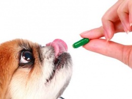 Витамины для собак. Зачем нужны и какие бывают?