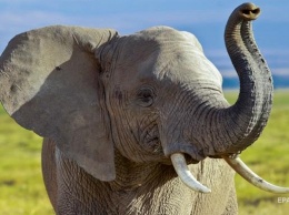 На Шри-Ланке слон напал на автомобиль с туристами