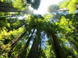 Ученые: Деревья при глобальном потеплении станут более высокими и хрупкими