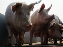 Живой груз: крымчанин ответит за свиней без документов