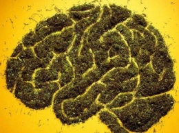 Ученые официально подтвердили вред воздействия марихуаны на мозг