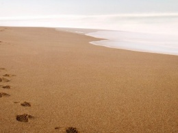 На запорожском курорте вор оставил следы на песке