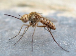 В Кропивницком зафиксирован второй с начала года случай малярии