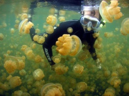 В море к берегу прибило тысячи медуз