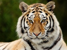 Тигру-инвалиду сделают протез взамен потерянной из-за браконьера лапы