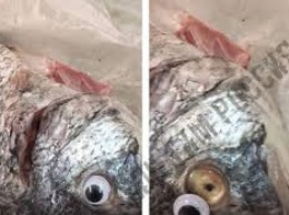 Продавец магазина приклеивал мертвой рыбе пластиковые глаза