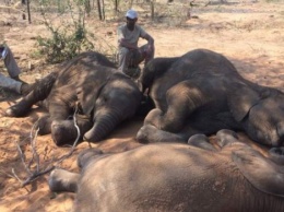 В заповеднике Ботсваны браконьеры убили почти 90 слонов