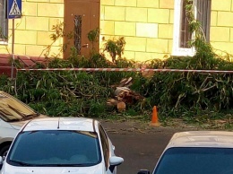 Возле одесского полицейского университета спилили большое дерево, часть которого упала ночью